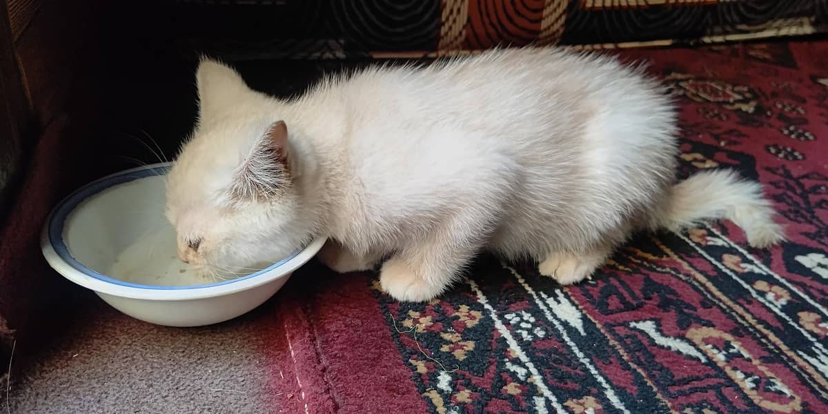 active cat 0