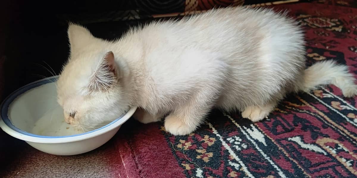active cat 1