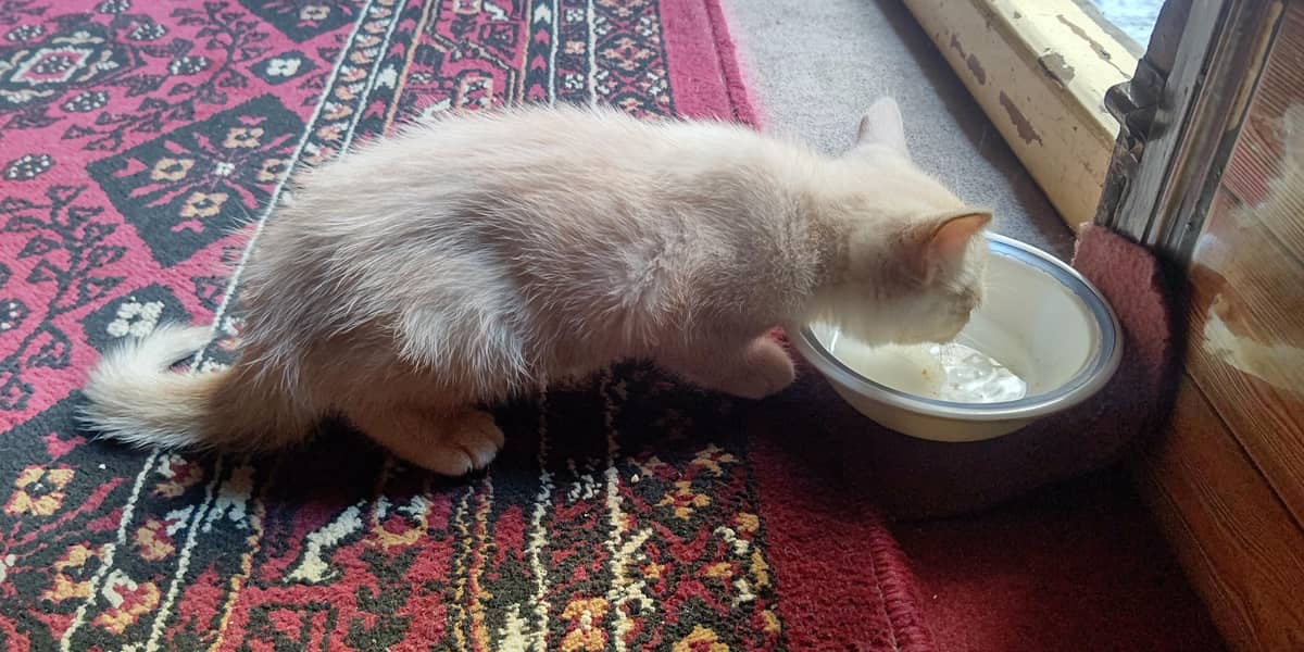 active cat 2