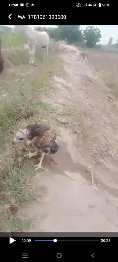 bird sale