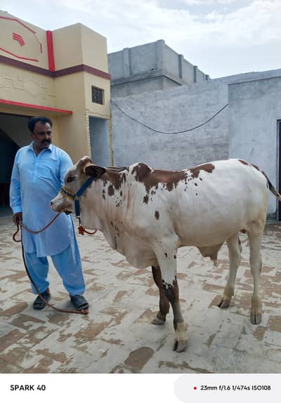 گلابی نکرا وچھا براۓ فروخت