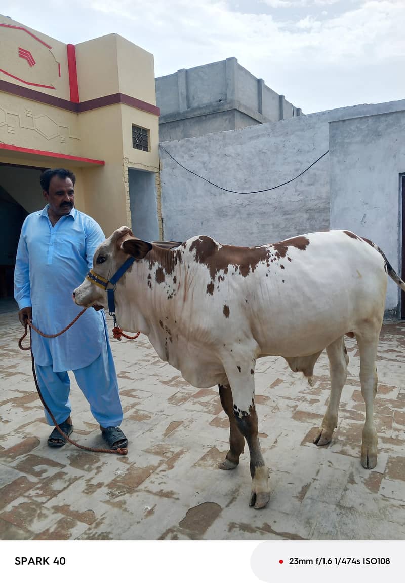 گلابی نکرا وچھا براۓ فروخت 0