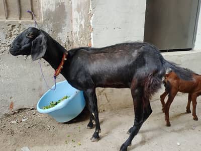 2 Dant bakri or Aseel Mianwali urgent sale.
