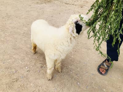 Dumba khjla face for sale