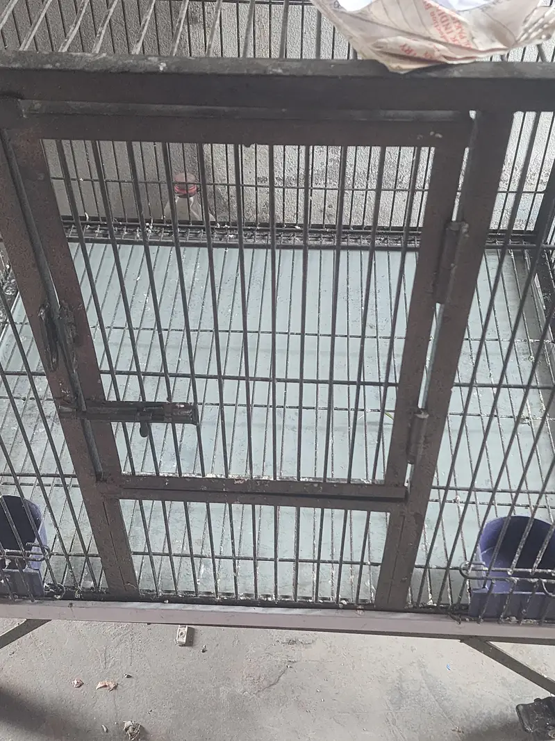 bird cage — photo 4