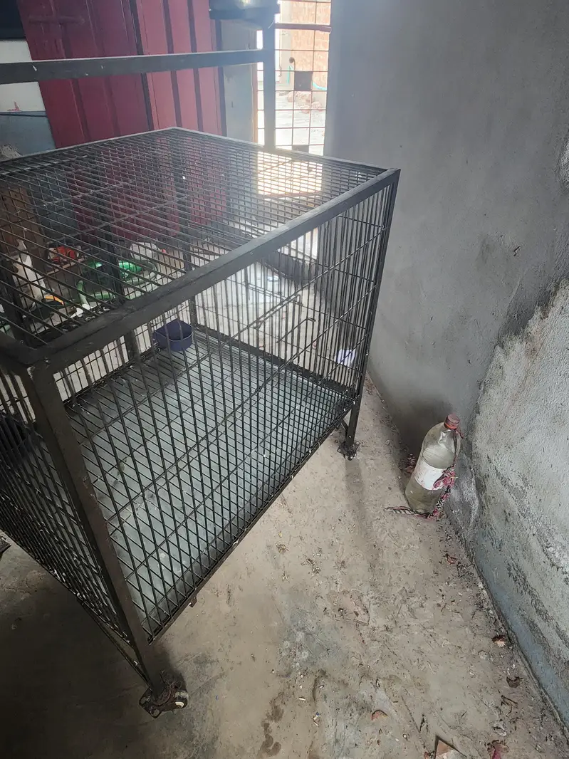 bird cage — photo 10