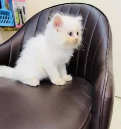(Persian female kitten) (for sale all) (Pakistan delivery available)
