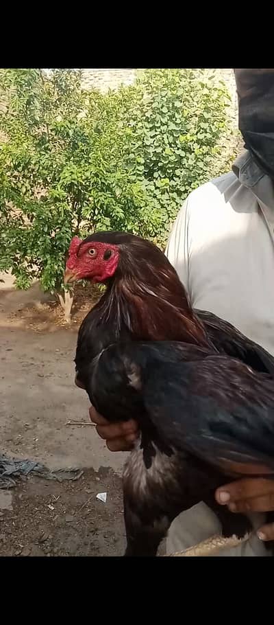 Aseel_Murga_بورےوالا