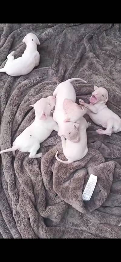 Gultair puppy