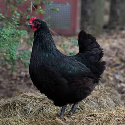 Australorp hens egg laying