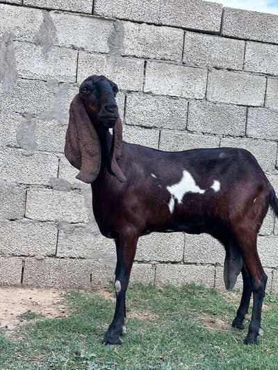 bakri in red black and white colour