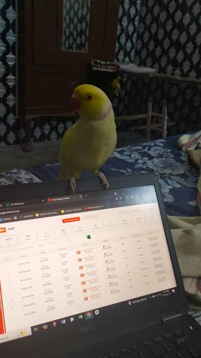 Yellow Ring Neck Parrots for Sale