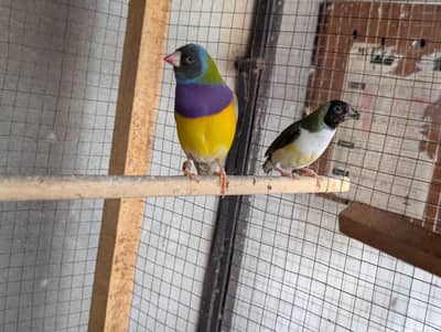 Gouldian Finch Split Blue