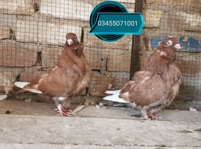 Imported bloodline Chinese owl and fancy pairs