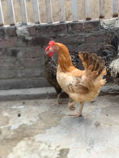 Desi murgiyan or murga