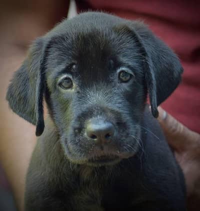 show quality Labrador puppies
