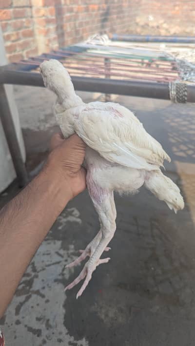 paper white heera