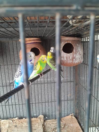 Australian parrot breeder king size mix colour