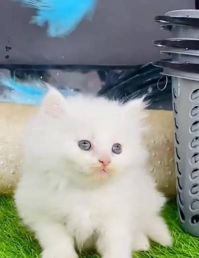 (Persian female kitten) (for sale all) (Pakistan delivery available)
