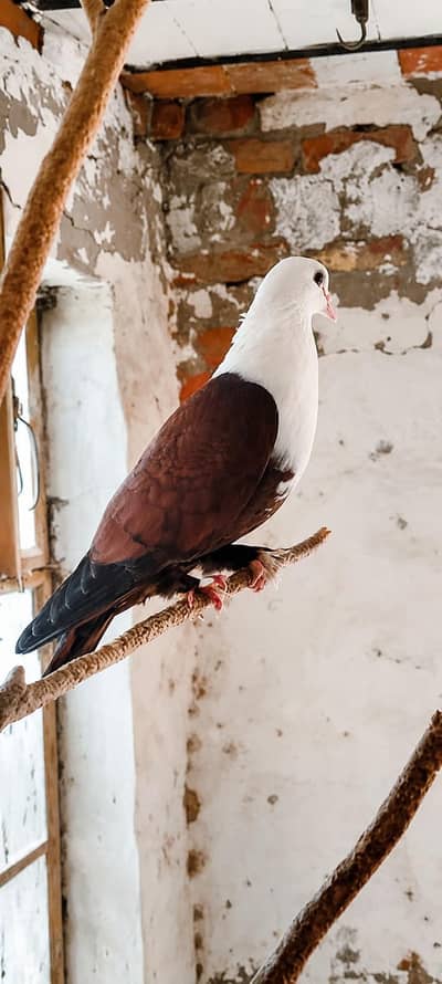 Karbalai Pigeon