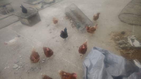 15 Lohmann Brown hens