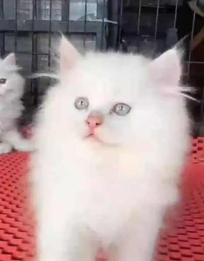 (Persian female kitten) (for sale all) (Pakistan delivery available)