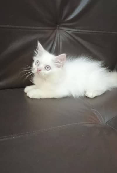 Kitten | Kittens for sale | Kittens available|