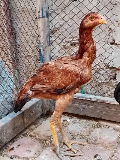 thai cross female