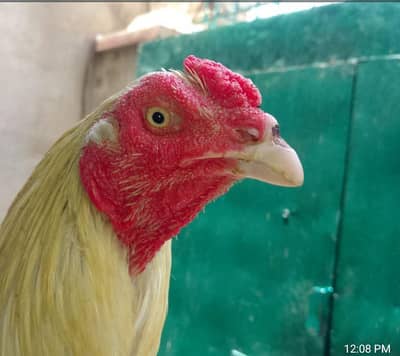 Aseel bird selling with cheap price