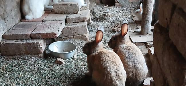 red eyes  Rabbits bunnies 03214945377