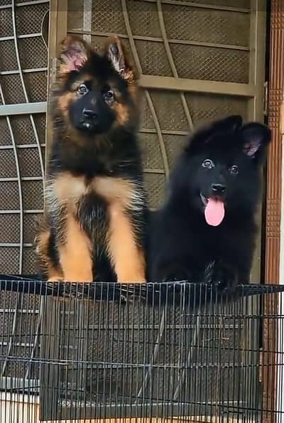Long coat German puppy Shepherd . 03476578922 WhatsApp