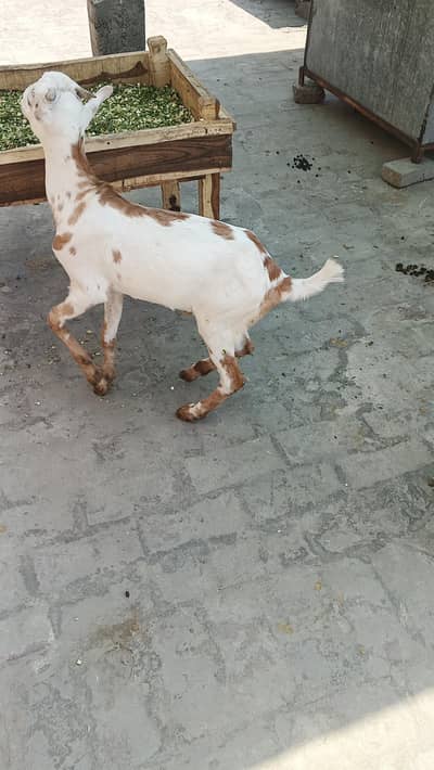 taddy bakra