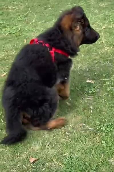 Long coat German puppy Shepherd . 03476578922 WhatsApp