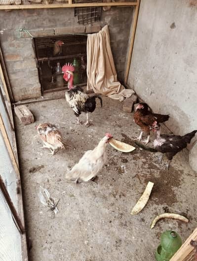 Desi Cock.