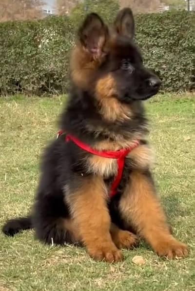 Long coat German puppy Shepherd . 03476578922 WhatsApp