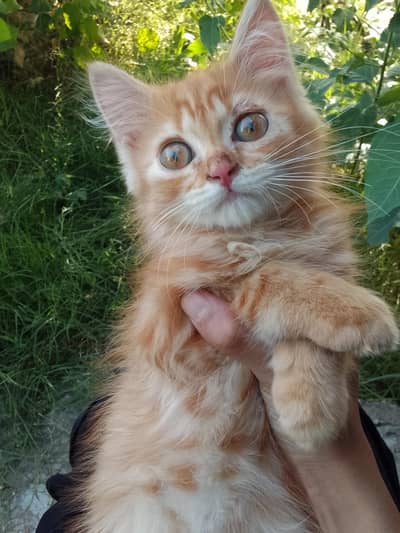triple persian kitten