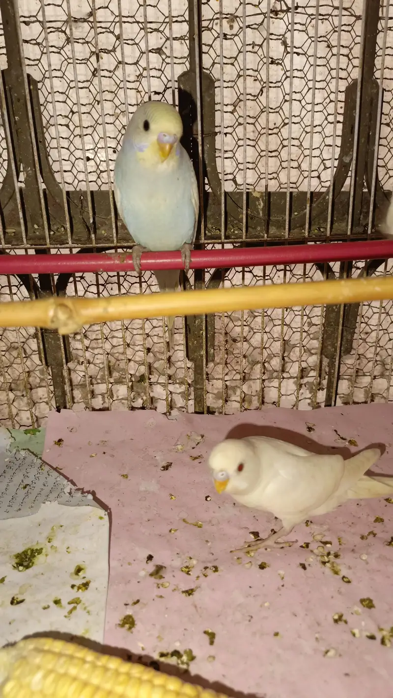 Australian Parrott budgies for sale (rainbow+Eed eyes(