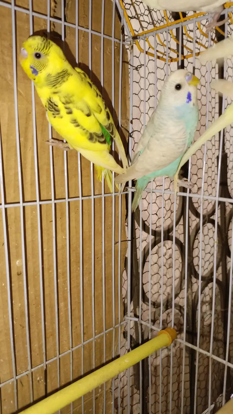 Australian Parrott budgies for sale (rainbow+Eed eyes( — photo 2