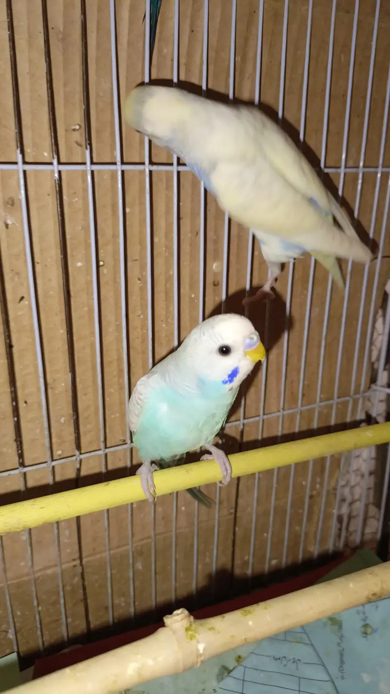 Australian Parrott budgies for sale (rainbow+Eed eyes( — photo 3