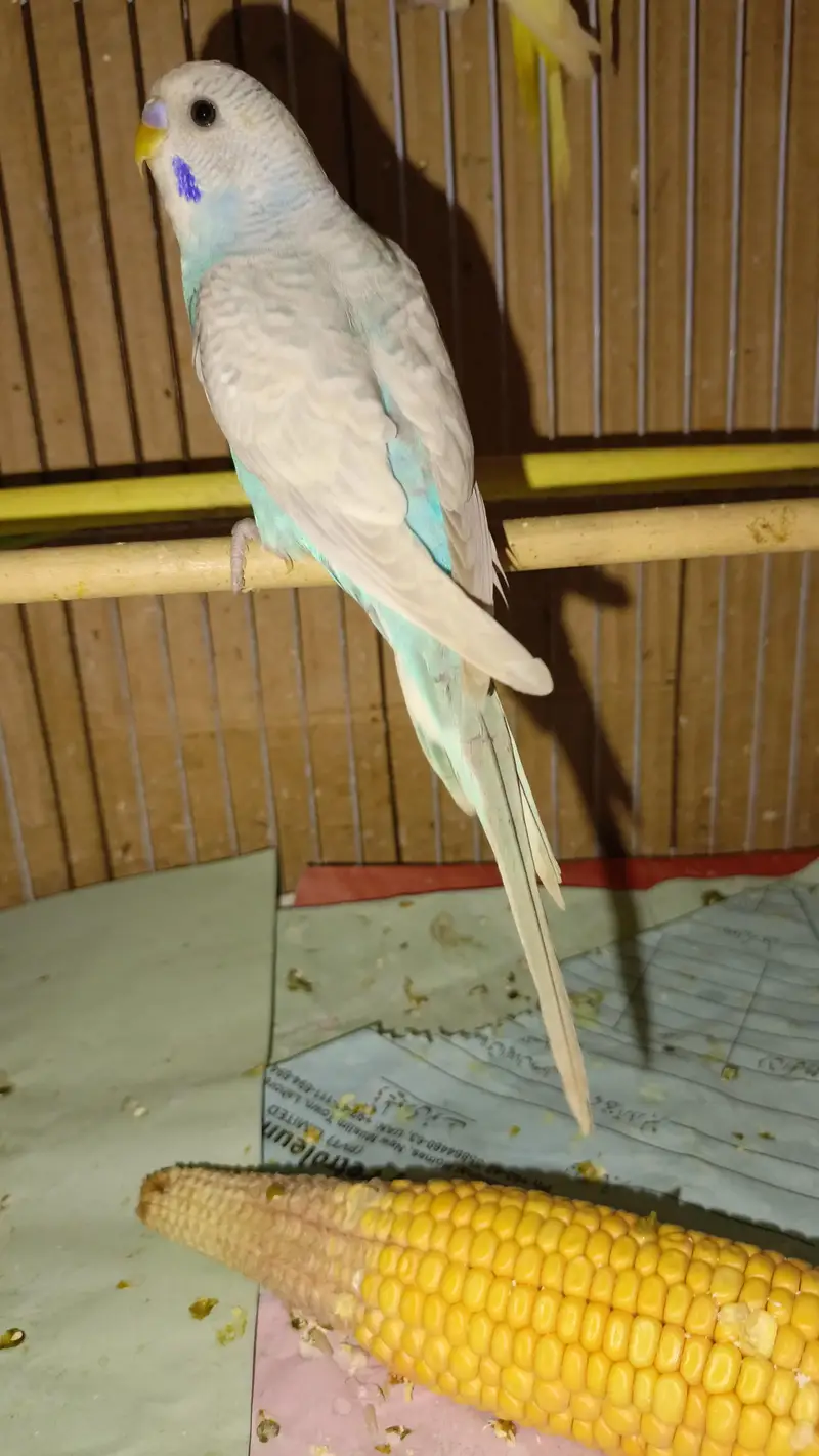 Australian Parrott budgies for sale (rainbow+Eed eyes( — photo 4