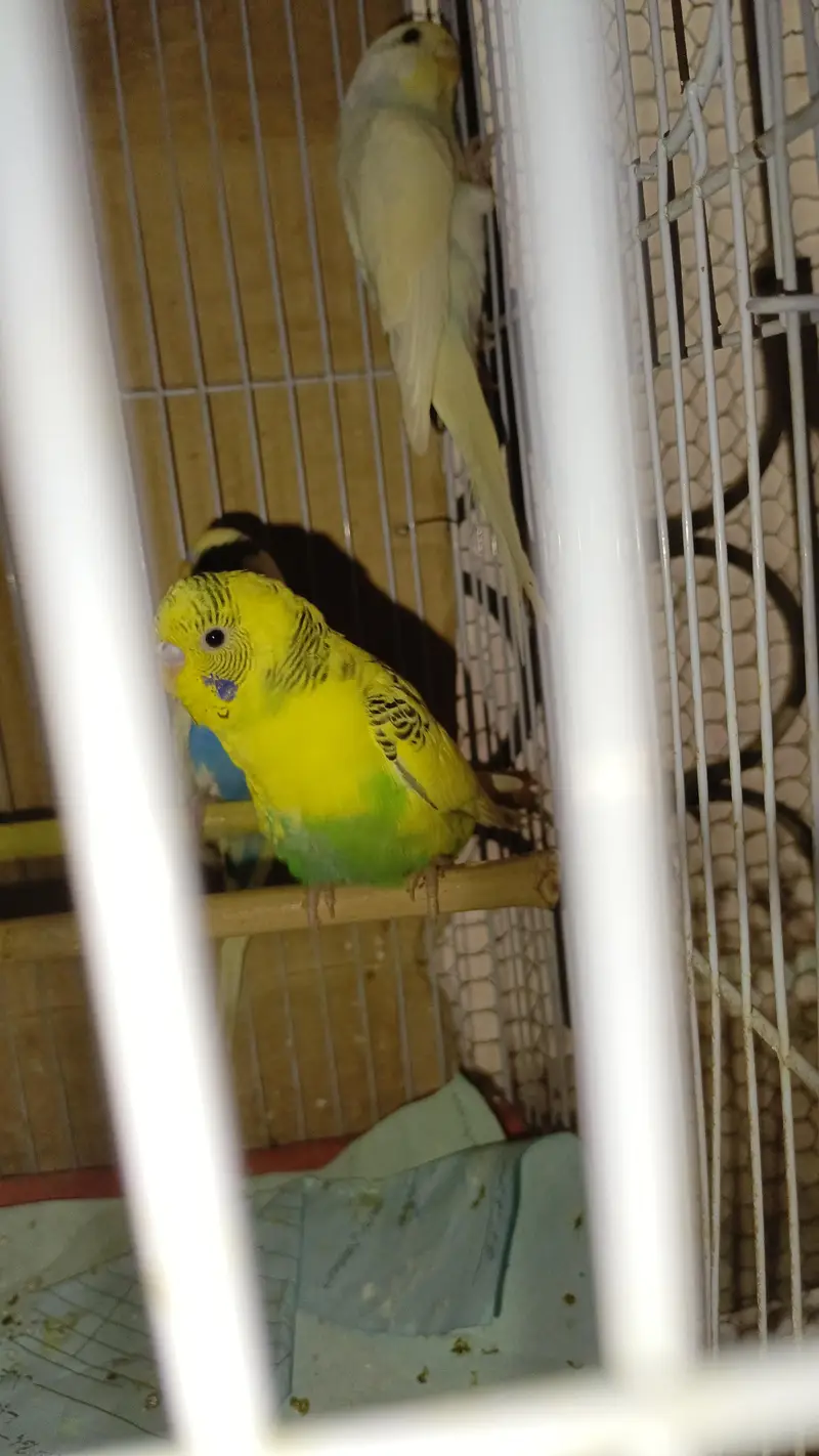 Australian Parrott budgies for sale (rainbow+Eed eyes( — photo 5