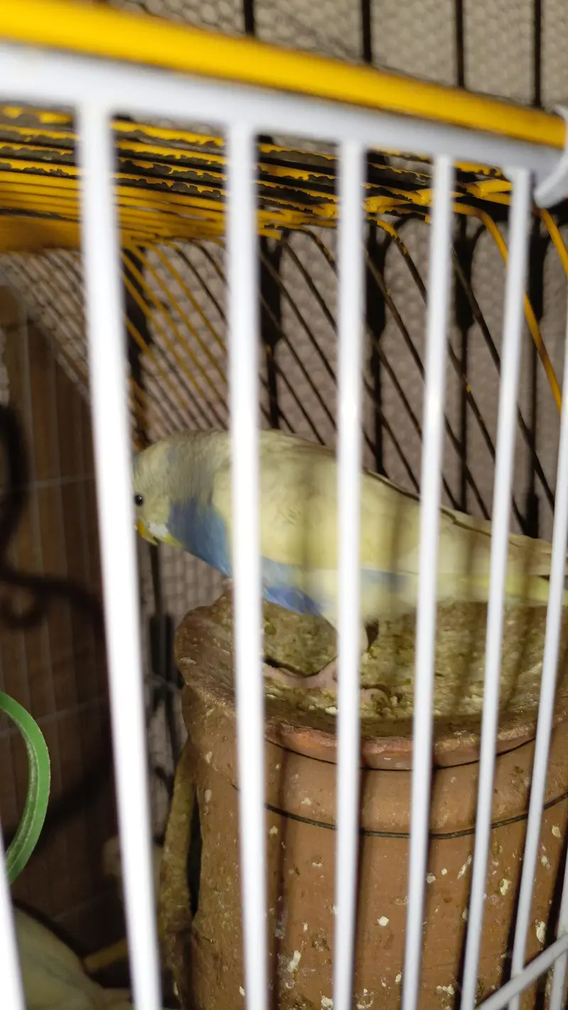 Australian Parrott budgies for sale (rainbow+Eed eyes( — photo 6