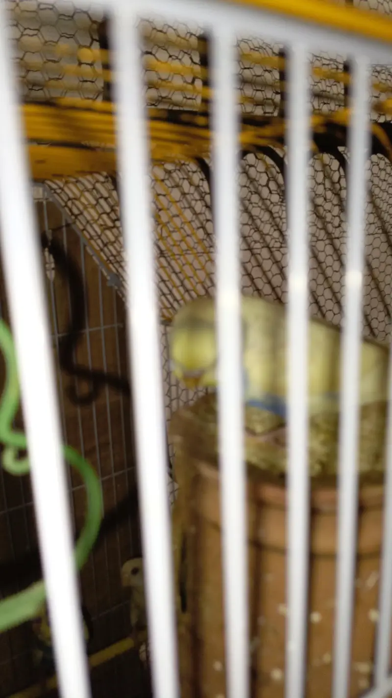 Australian Parrott budgies for sale (rainbow+Eed eyes( — photo 7