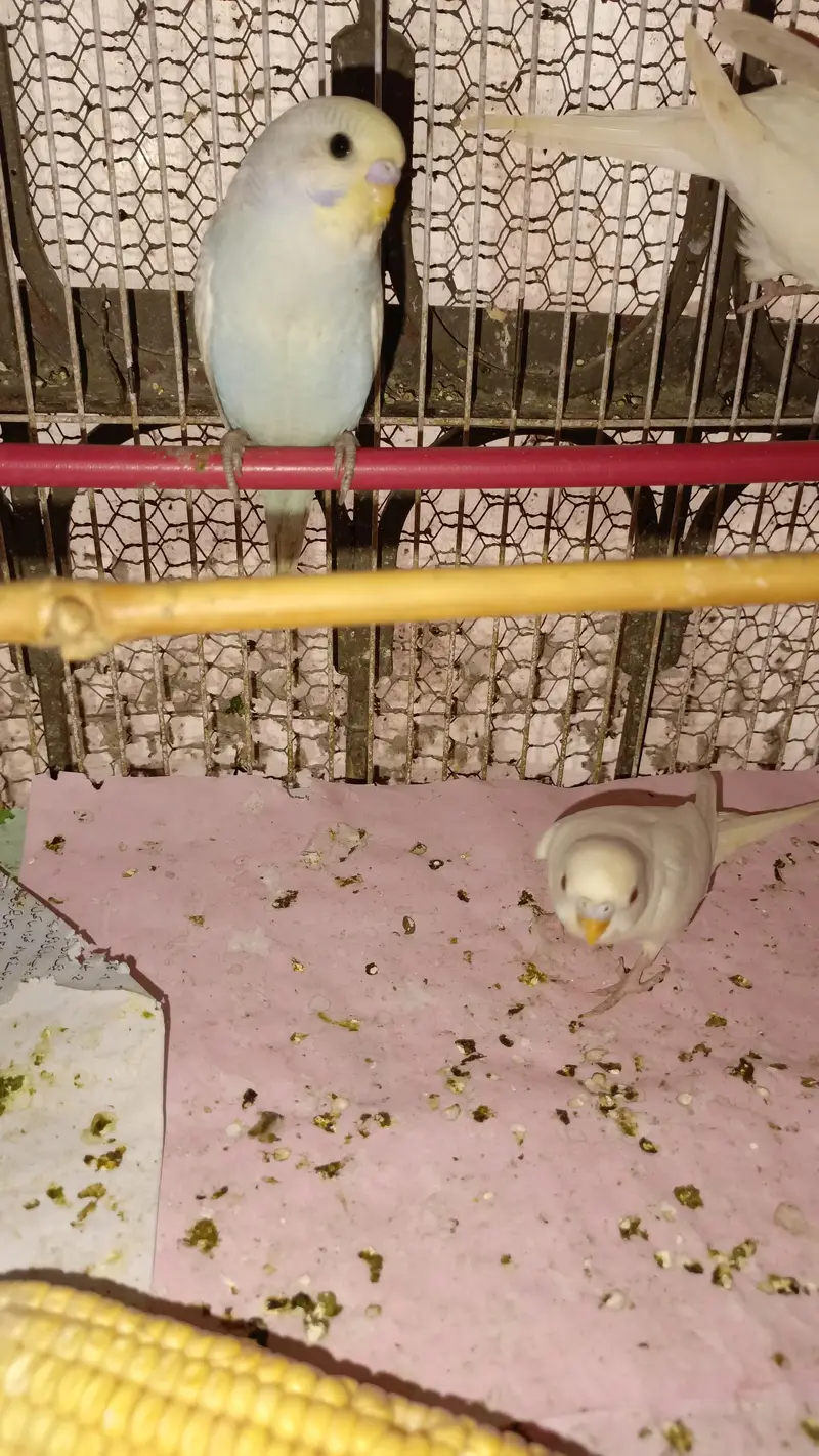 Australian Parrott budgies for sale (rainbow+Eed eyes( — photo 8