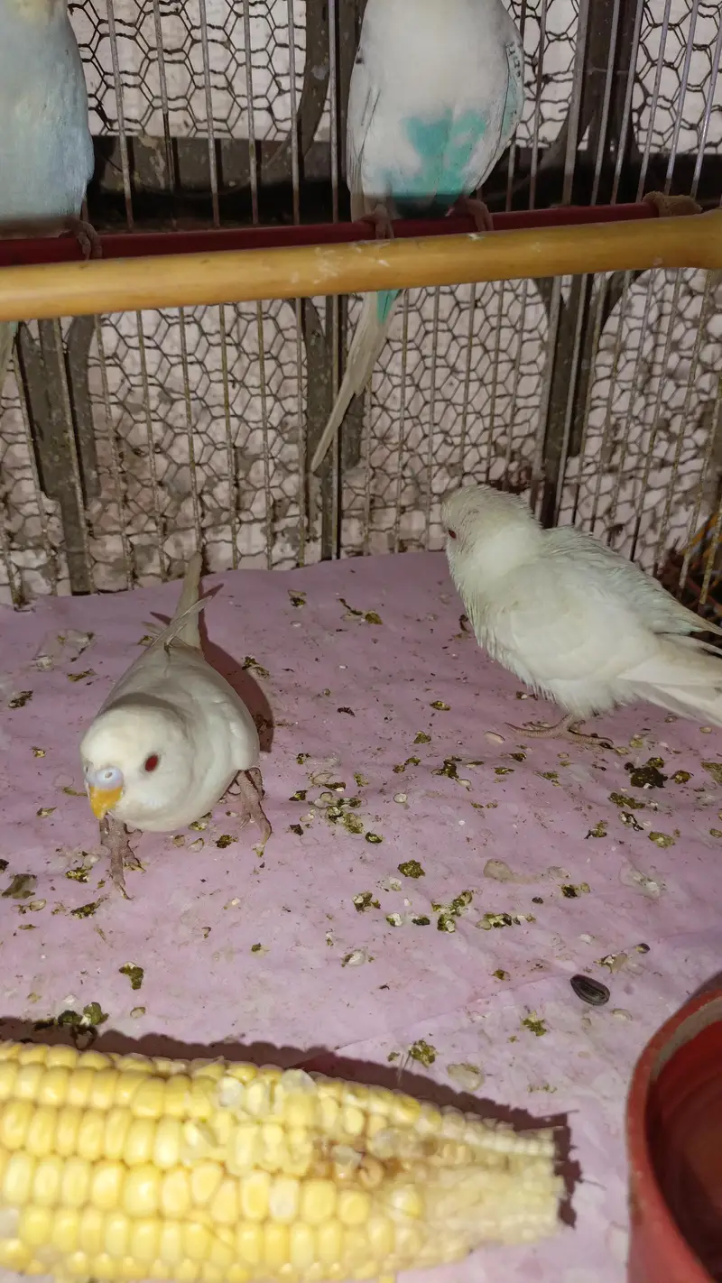 Australian Parrott budgies for sale (rainbow+Eed eyes( — photo 9