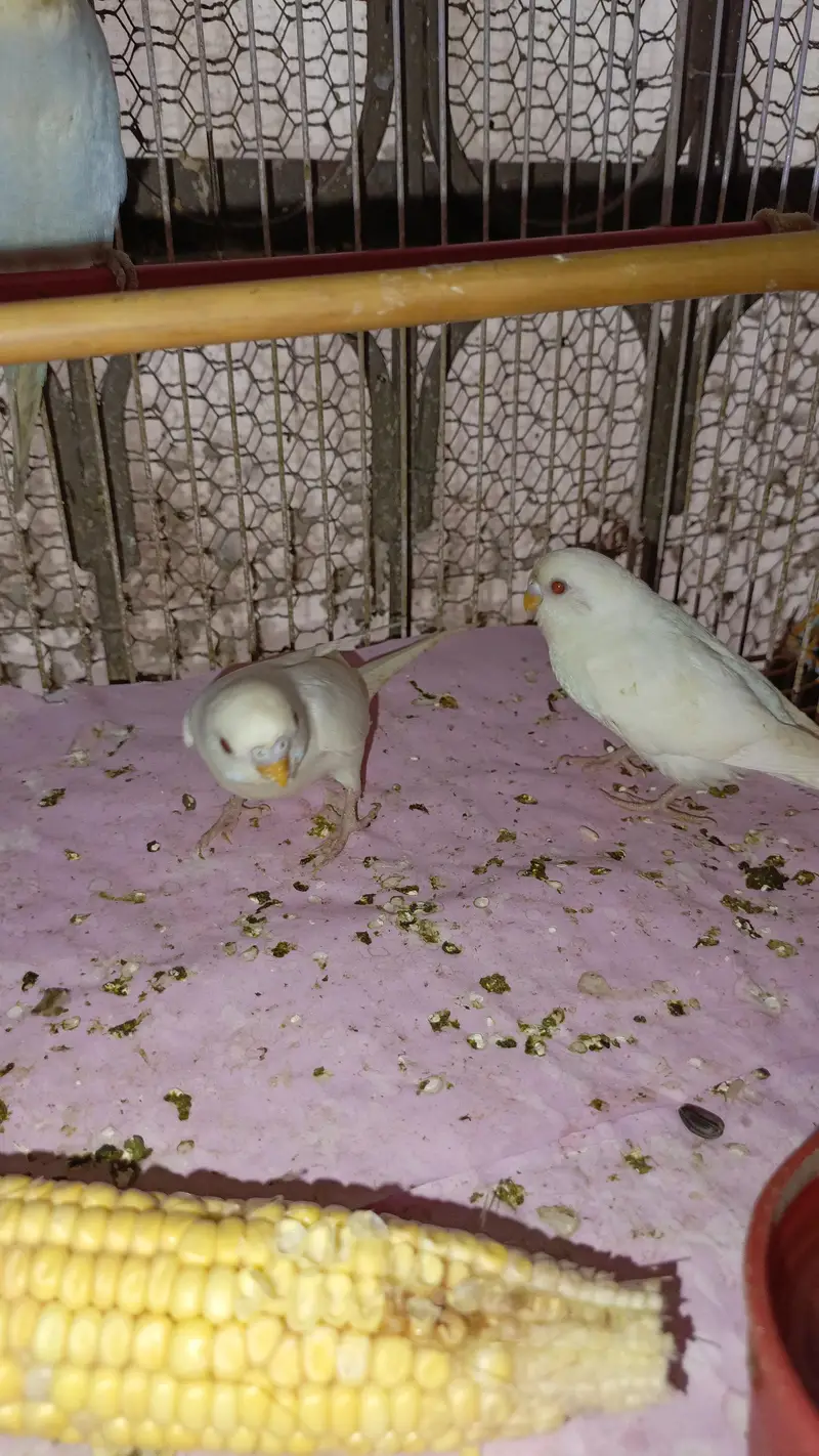 Australian Parrott budgies for sale (rainbow+Eed eyes( — photo 10