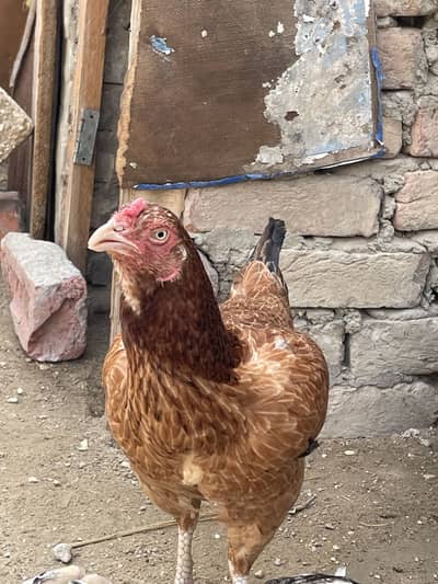 Aseel female with 2 chicks and chicks age 4 months