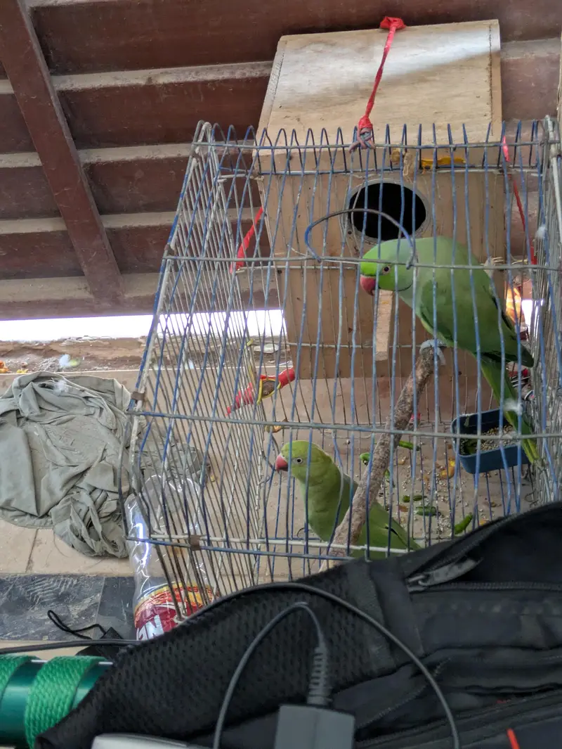 raw parrot  breeding pear — photo 2