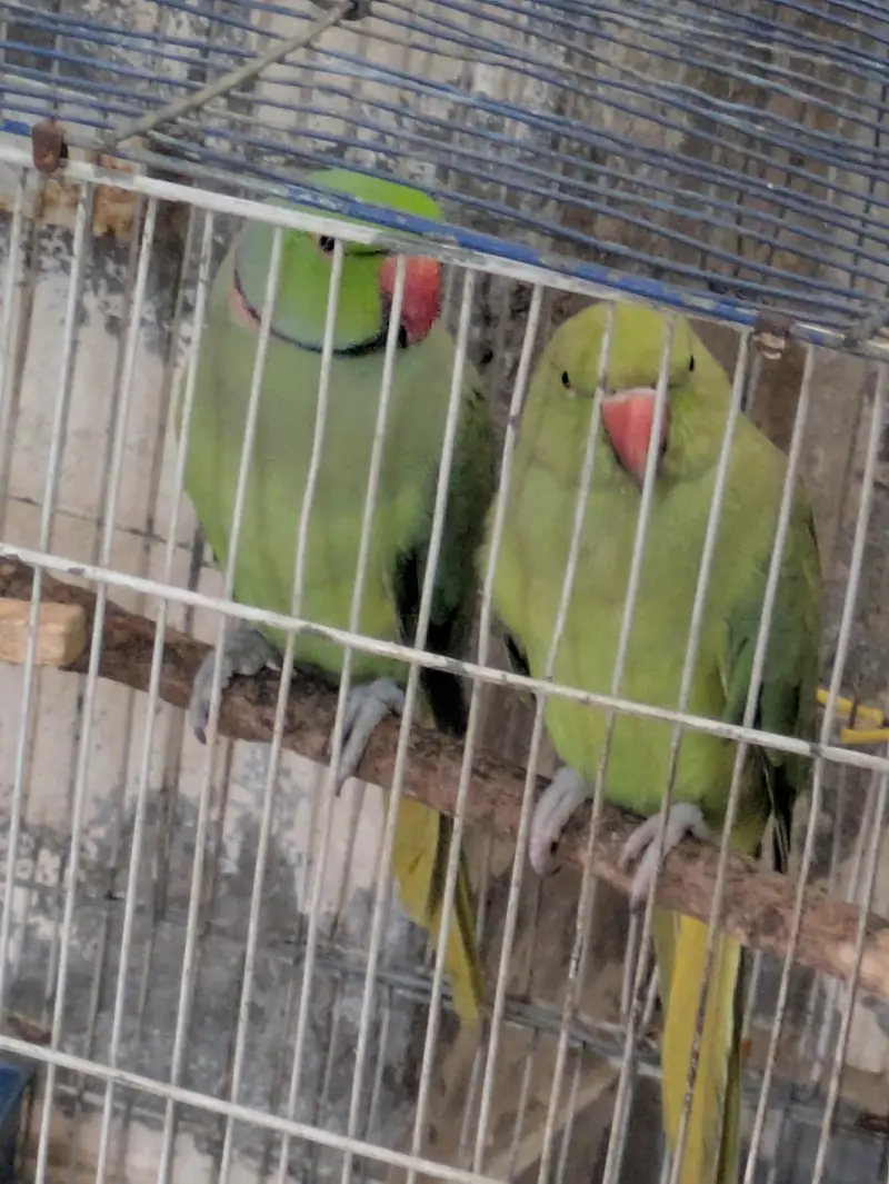 raw parrot  breeding pear — photo 3
