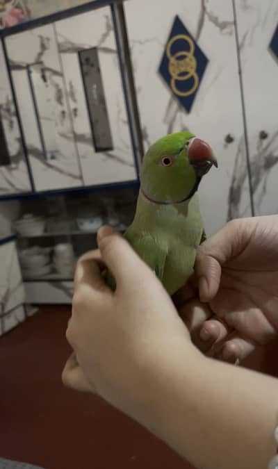 Ring neck full mal hy. hand tamm hy